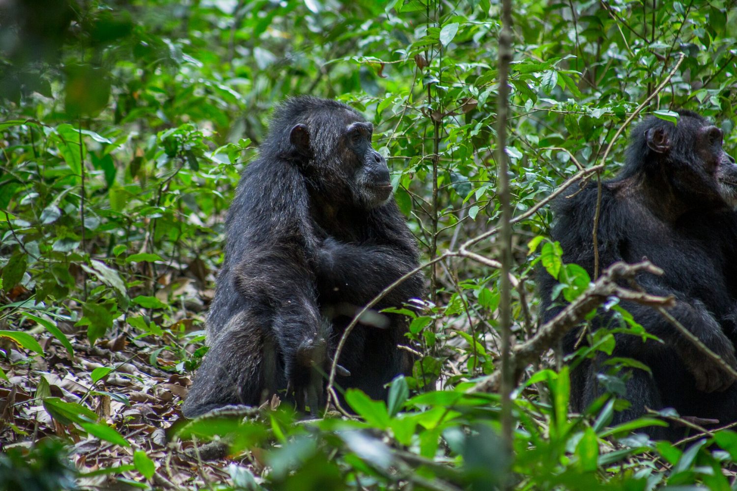 Uganda Chimpanzee Tracking Safari