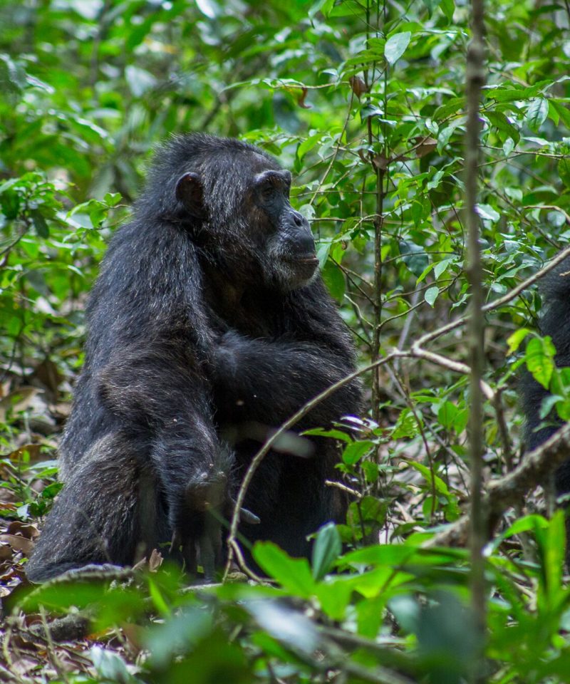 Uganda Chimpanzee Tracking Safari