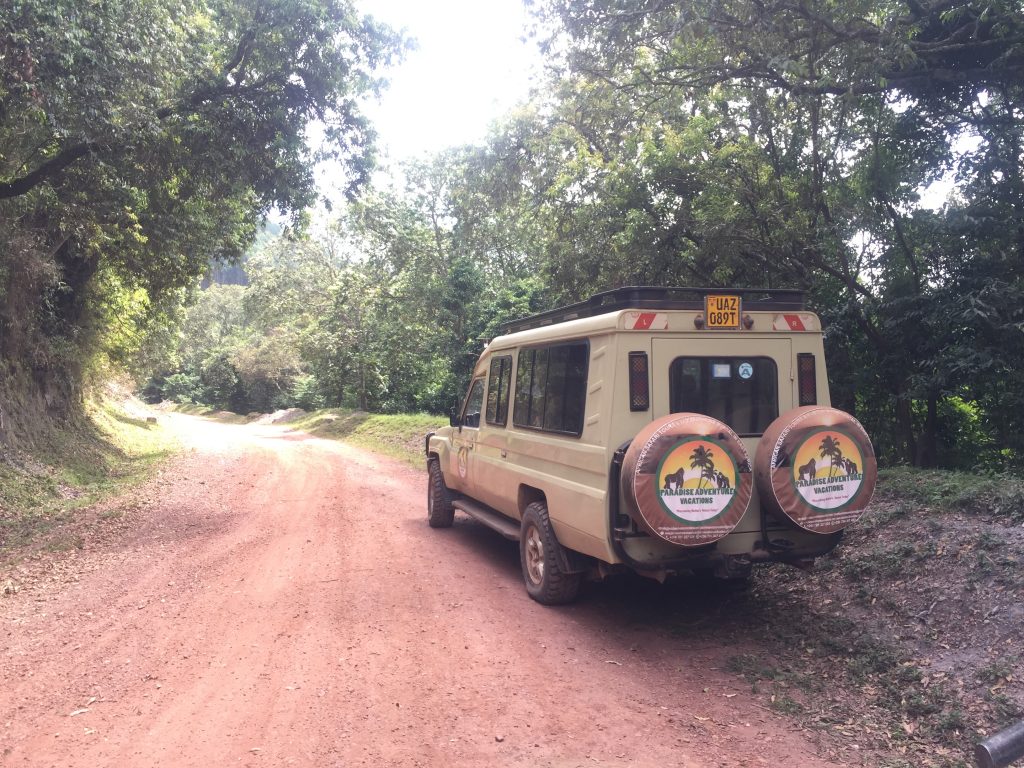 3 Days Gorilla Habituation Safari to Bwindi