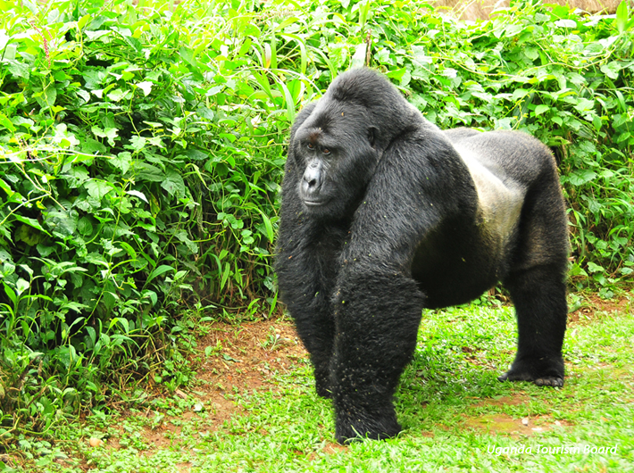 Rwanda Gorilla Safari Holiday