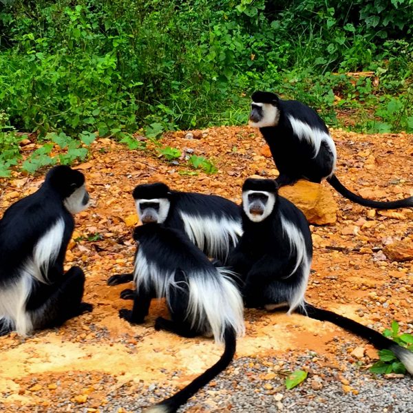 Chimpanzee Trekking in Kibale Forest