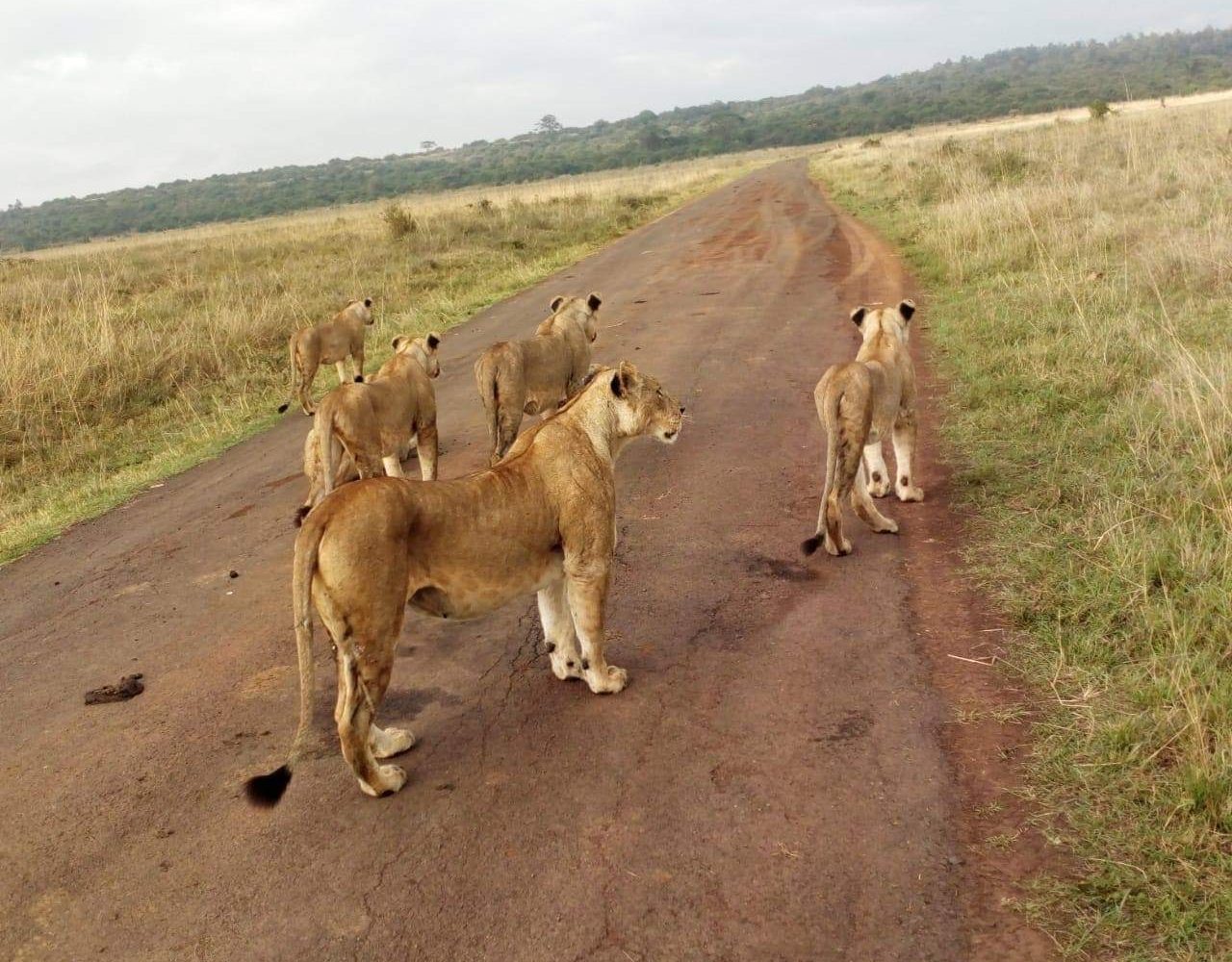 Kidepo Valley Safari Tour