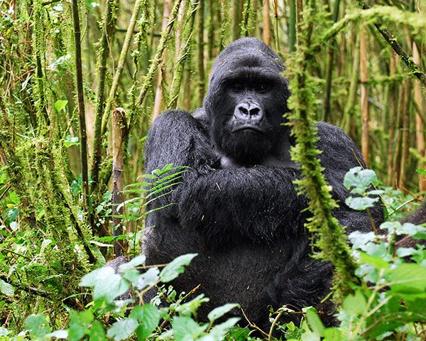 Gorilla Trekking Uganda and Rwanda