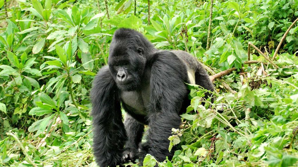 Rwanda Gorilla Safari Adventure