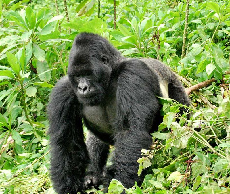 Rwanda Gorilla Safari Adventure