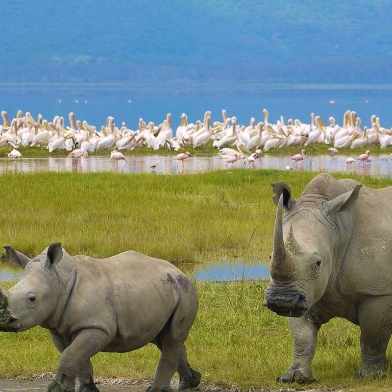Kenya Luxury safari Holiday