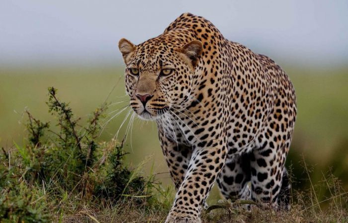 Aberdare National Park Kenya