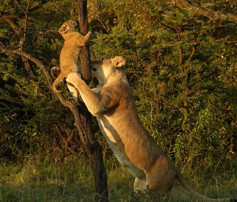 Uganda & Kenya Wildlife Safari