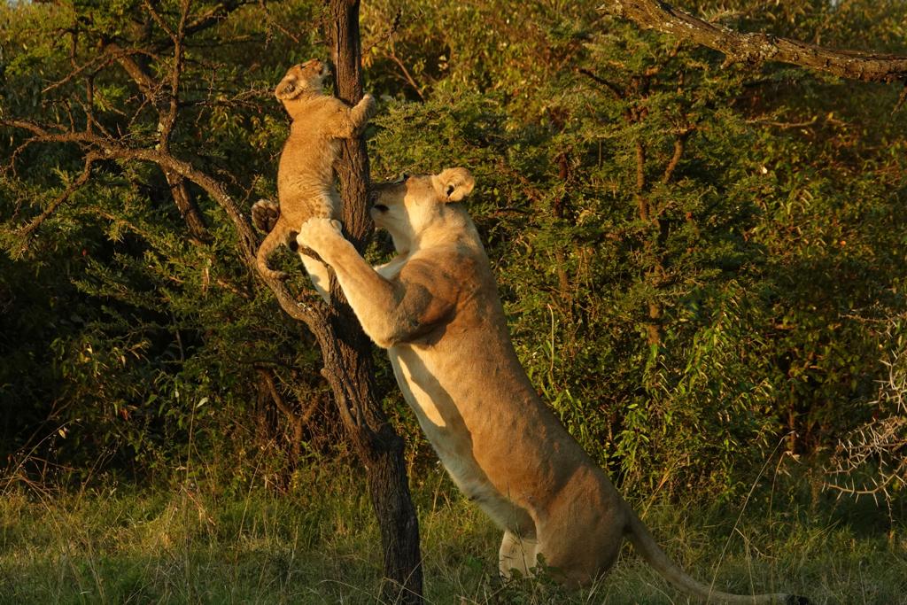 Uganda & Kenya Wildlife Safari