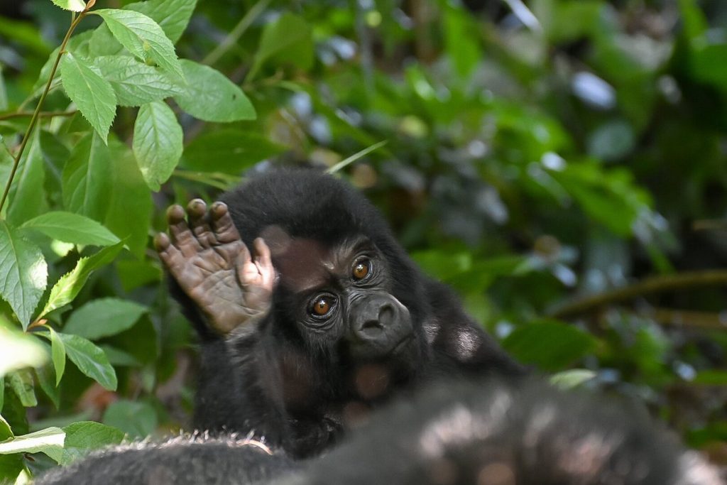 3 Days Uganda Gorilla Trekking Safari in Bwindi