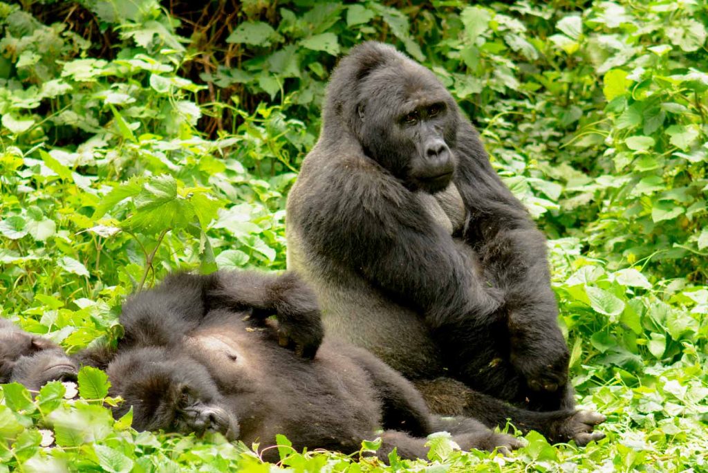 Gorilla family in Ruhija sector