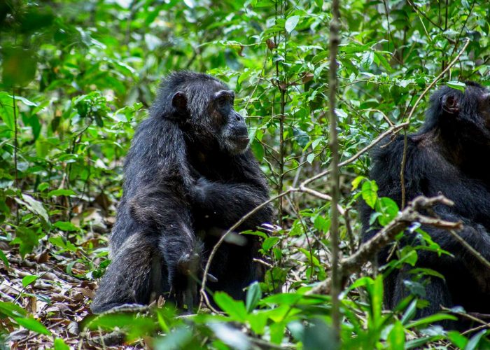 chimpanzees-in-nyungwe-forest-national-park