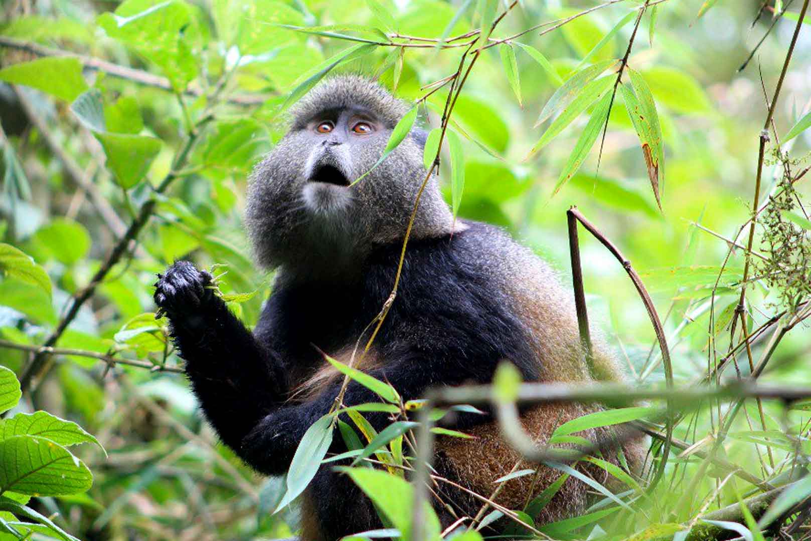 golden-monkey-in-gishwati-mukura-national-park