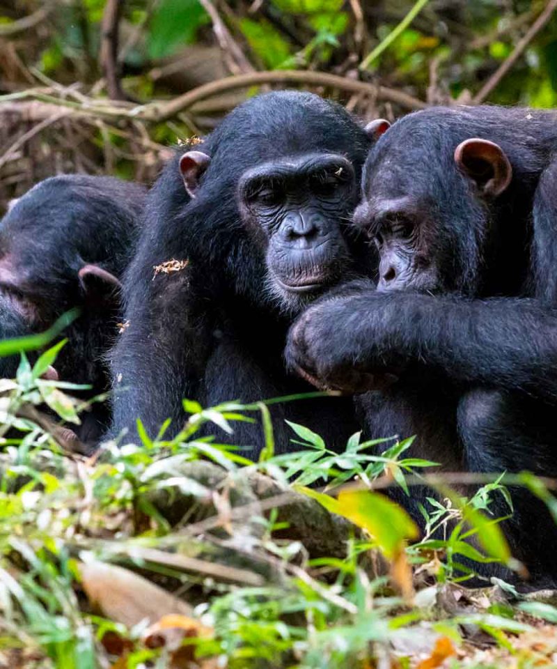 Uganda Gorilla Trekking Safari