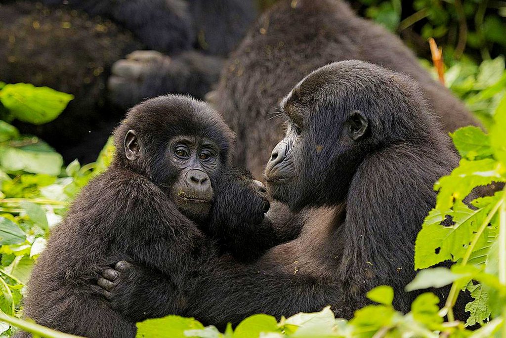 A gorilla family in Buhoma sector