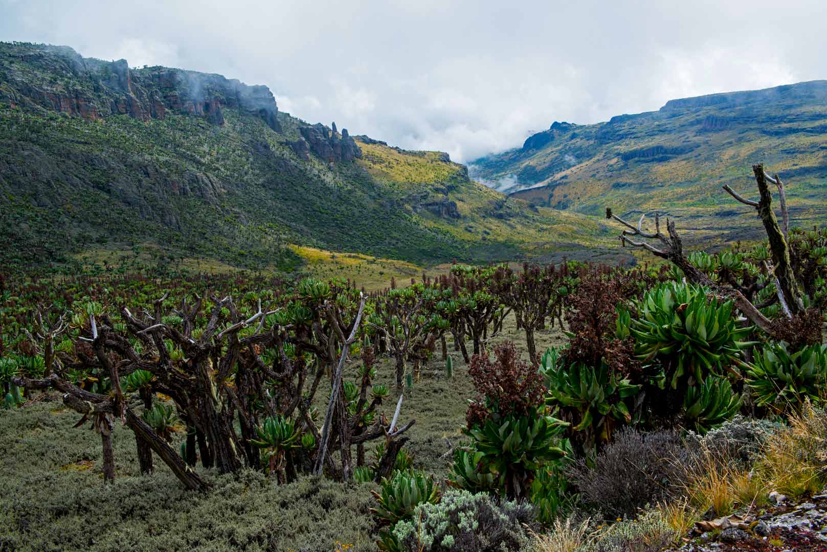 view-of-mount-elgon-national-park