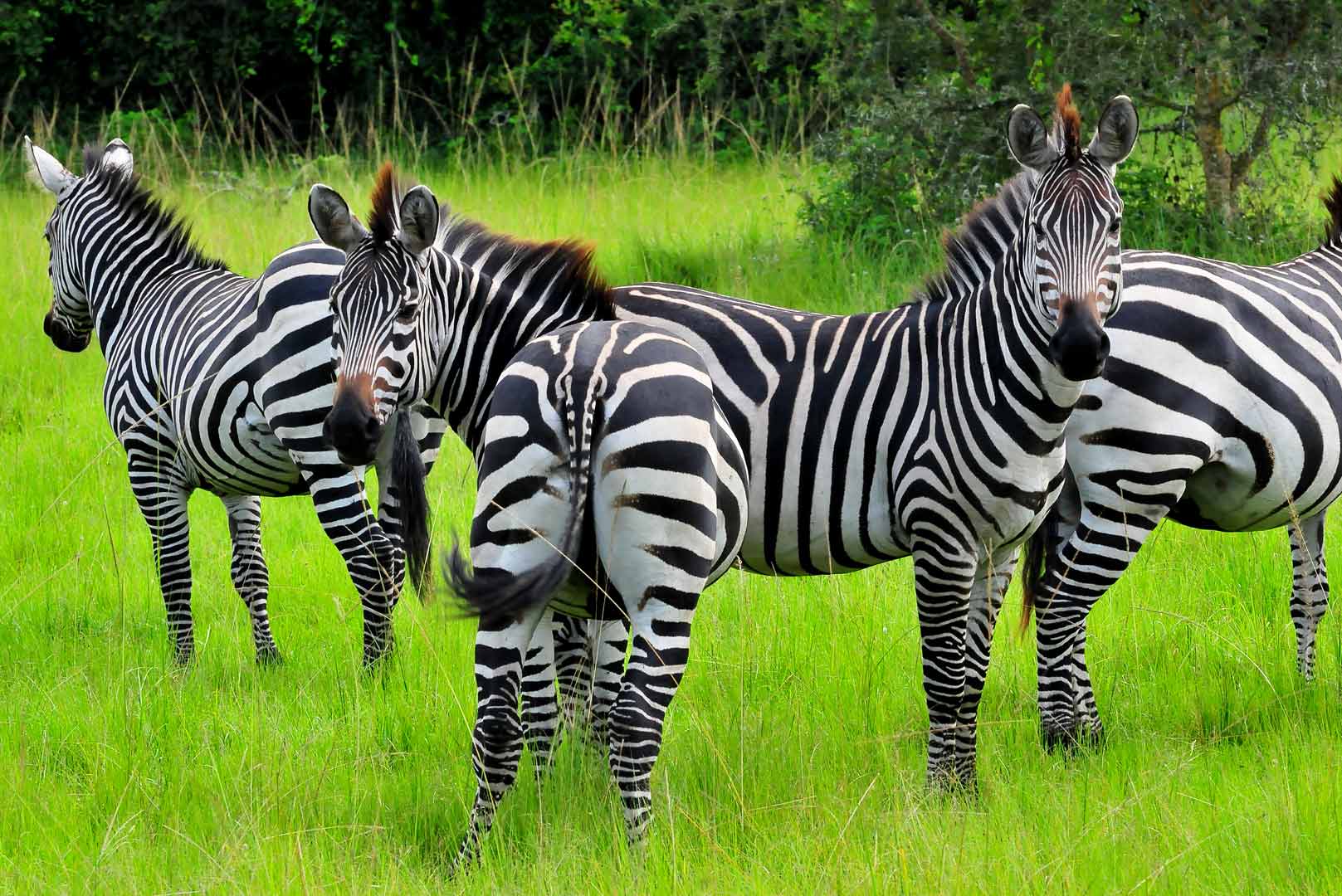 zebras-in-lake-mburo-national-park