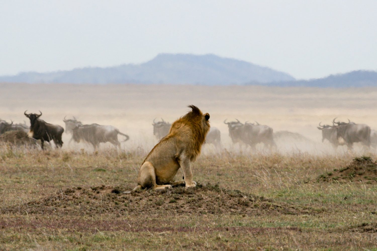 5-Day Best Camping Manyara Serengeti
