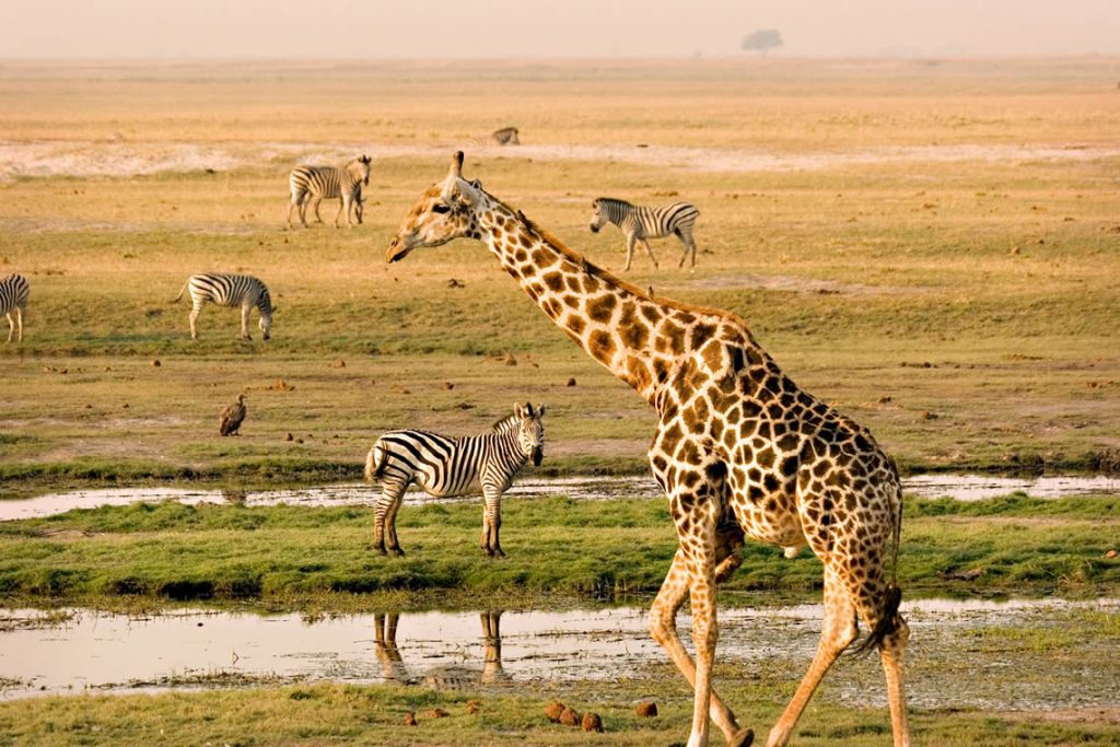 7 Days African Safari Tours