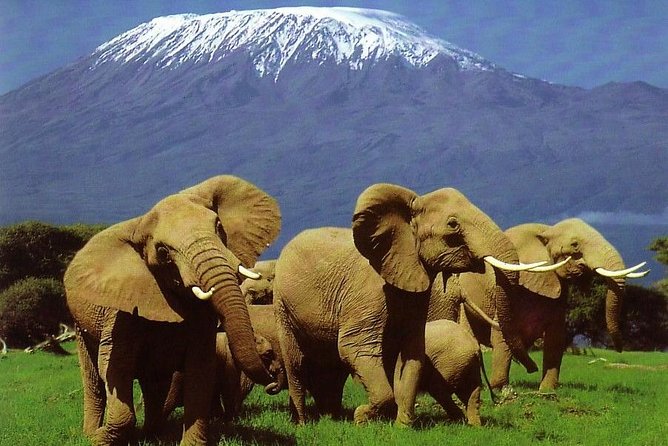 3 Days Safari to Amboseli National Park Kenya Tour