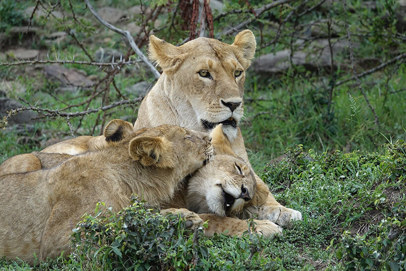 4 Days Comfort Safari in Kenya