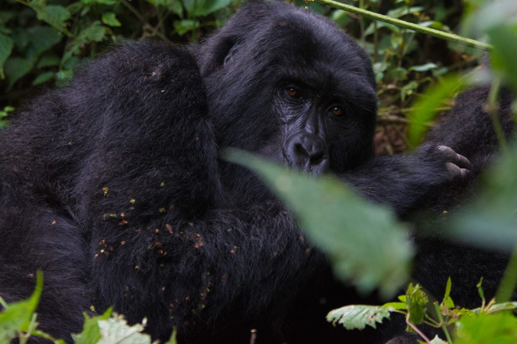 7 Days Congo (DRC) Gorilla Trekking