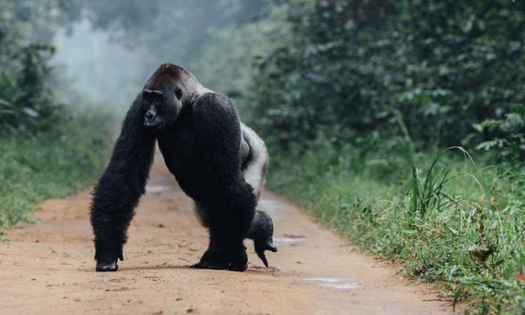 5 Days Gorilla Trekking Congo Safari