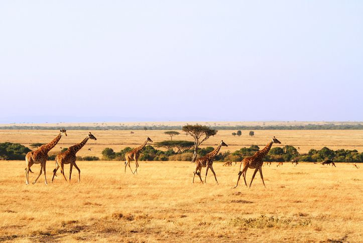 6 Days Kenya Safari Holiday