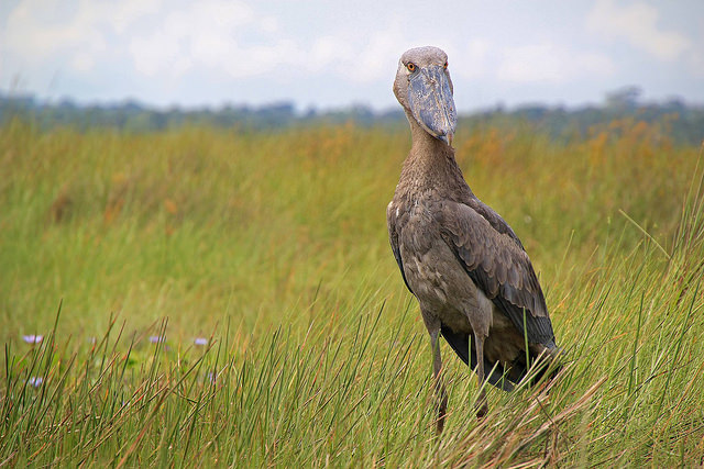 Uganda Birding Watching - 18 Days