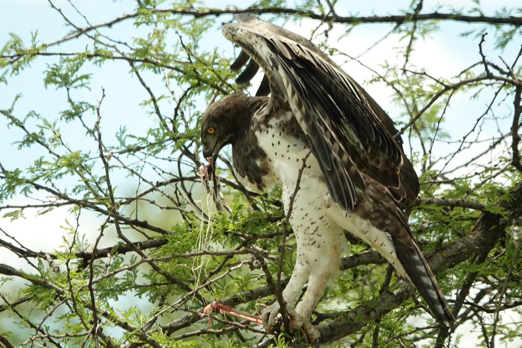 9 Days Birding Uganda