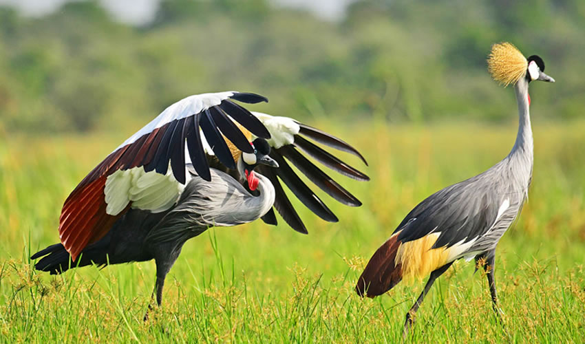 Best of Uganda birding