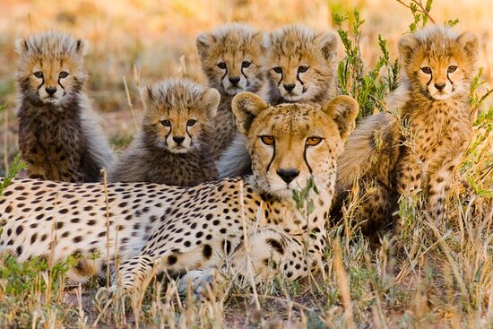 14-Day Tanzania Wildlife Safari + Pangani