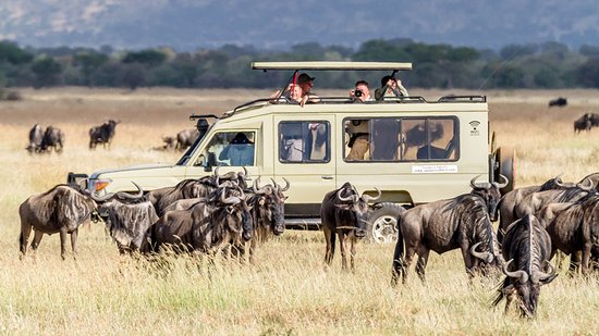 8-Day Western Wildebeest Migration