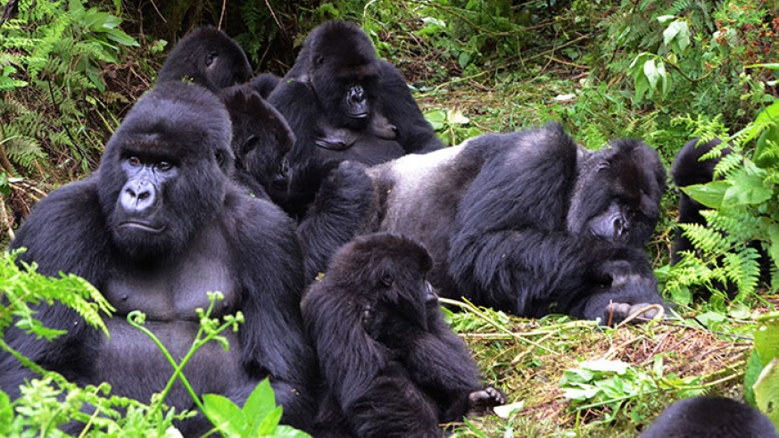 5 Days Rwanda Gorillas & Lake Kivu Tour