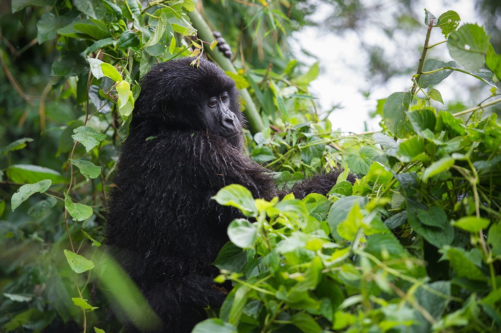 5 Days Gorilla Trekking in Rwanda