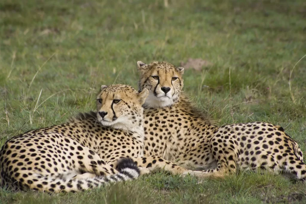 9 Days Big Kenya Safari Tour