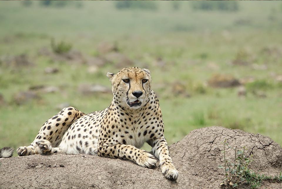 7 Days African Safari Kenya Maasai Mara & Vacations Luxury