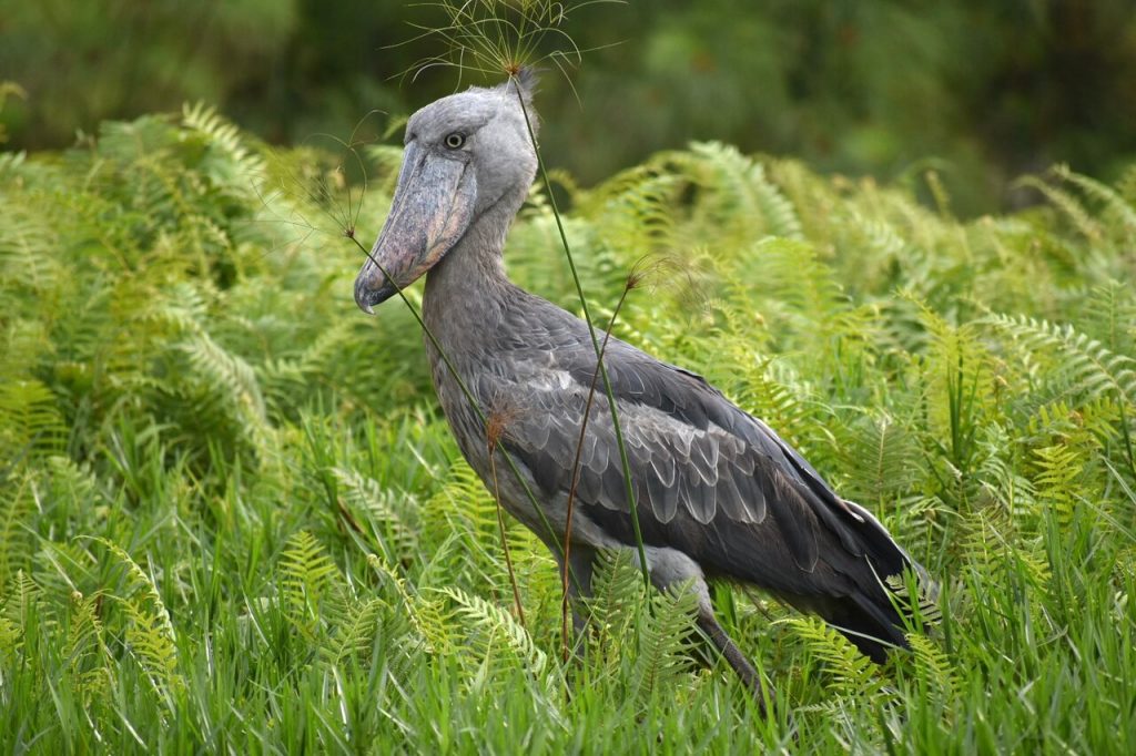17 Days Uganda Birding Safaris