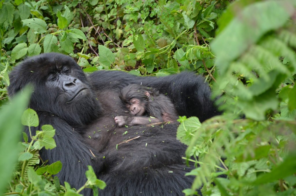 3 Days Rwanda Mountain Gorillas