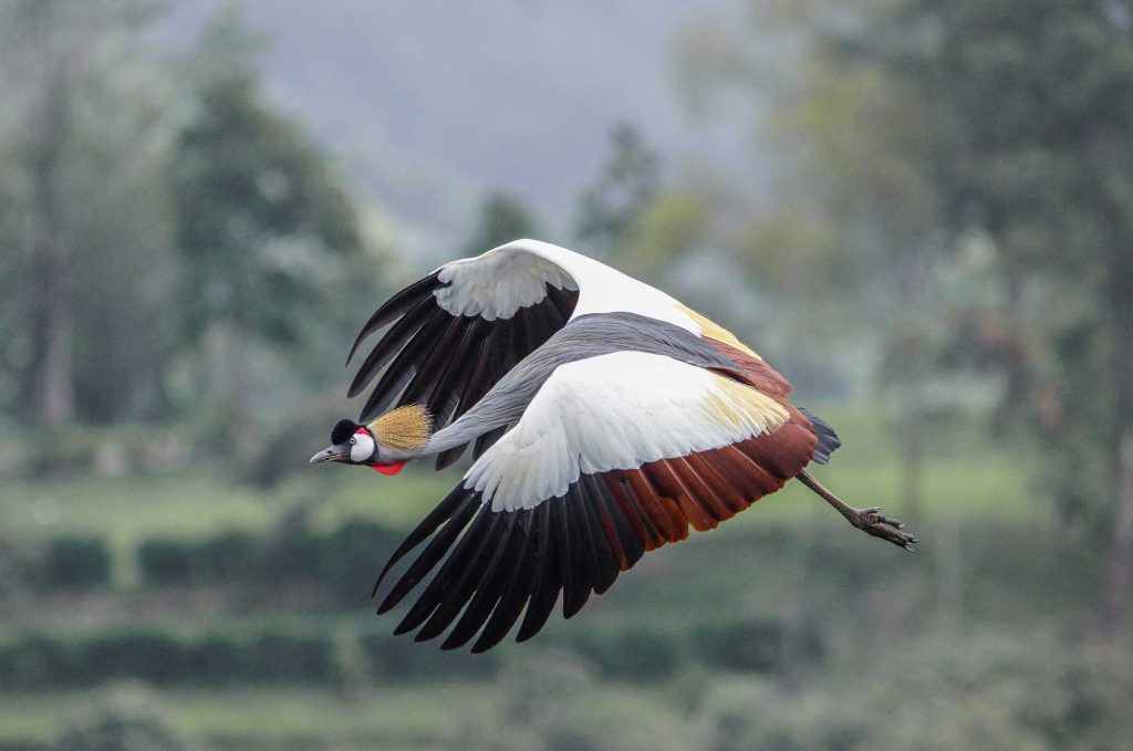 15 Days Uganda Birding Safari