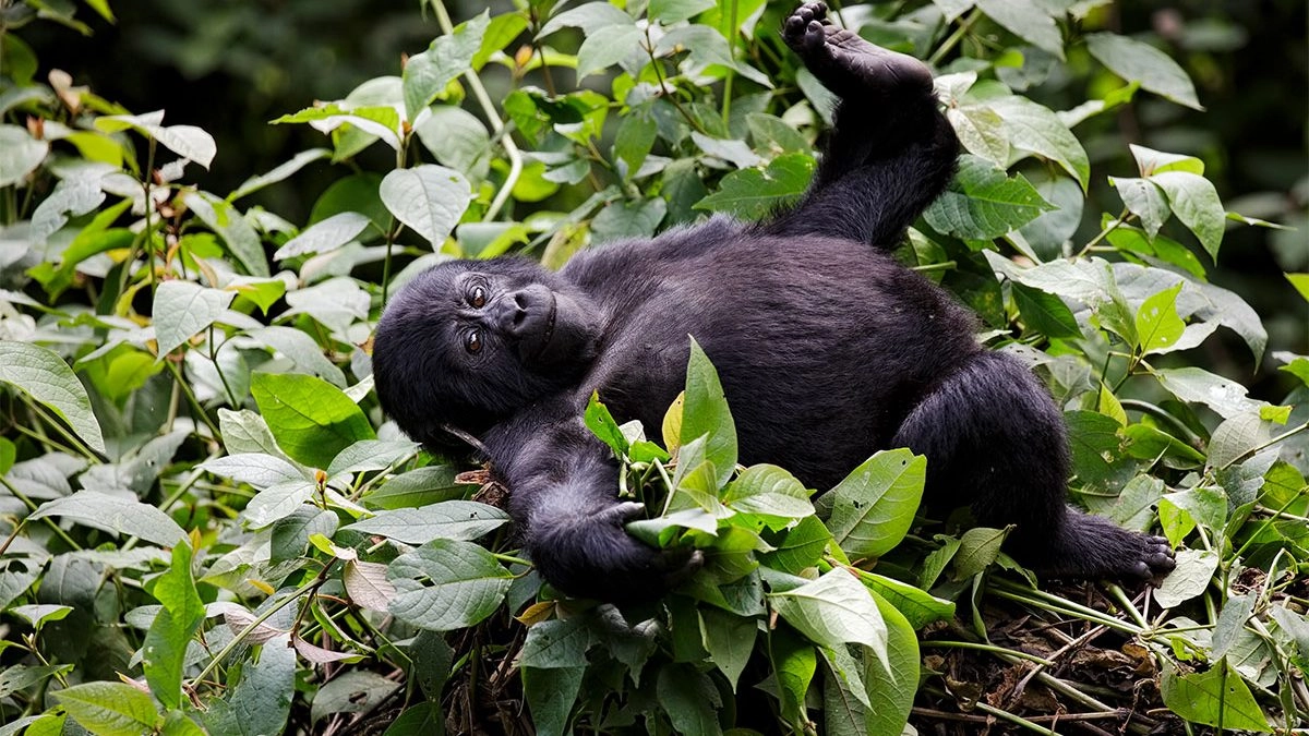 Baby Gorilla in Rwanda seen during gorilla trekking in Rwanda