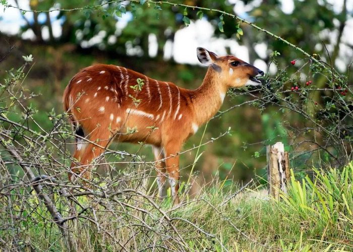 katonga-wildlife-reserve