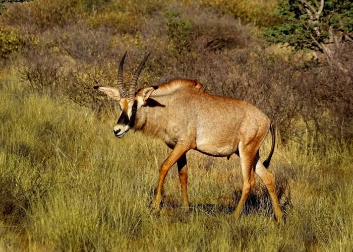 matheniko-wildlife-reserve