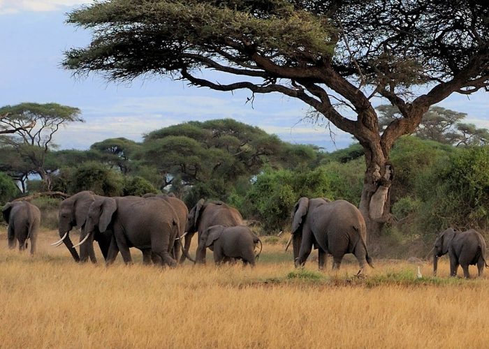 mwaluganje-elephant-sanctuary